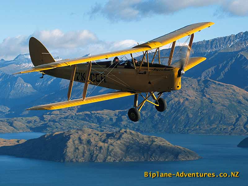 tiger-moth