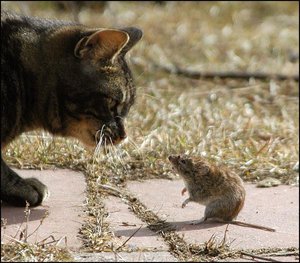 ratto